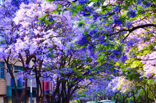 藍(lán)花楹 綠蔭大道