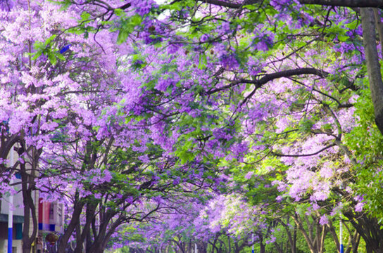 藍(lán)花楹 綠蔭大道