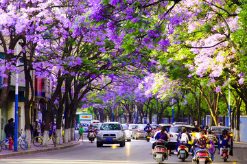 藍花楹 綠蔭大道
