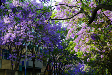 藍(lán)花楹 綠蔭大道