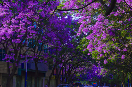 藍(lán)花楹 綠蔭大道