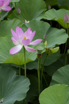 荷花豎版