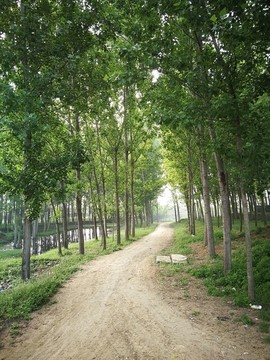 鄉(xiāng)村土路