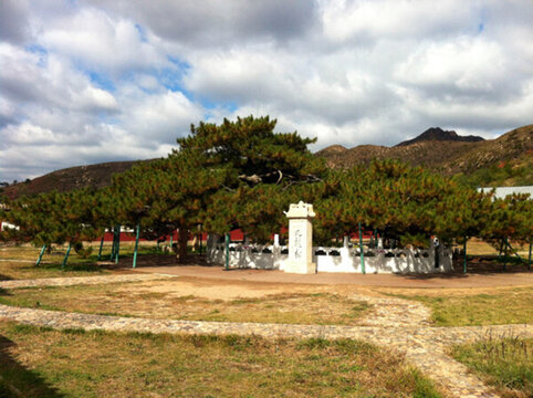 豐寧九龍松