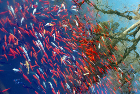 金魚