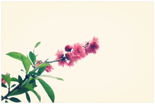 花卉