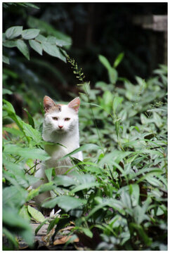 野貓
