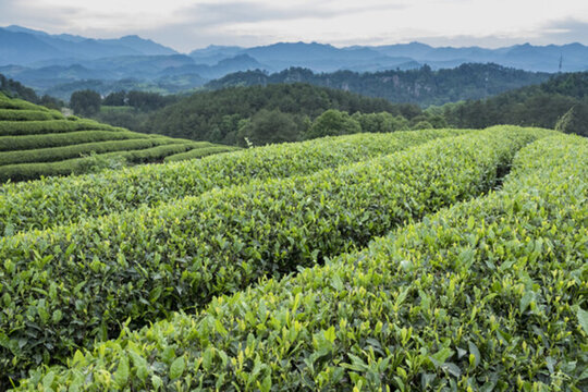 高山茶園