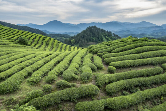 茶園風光