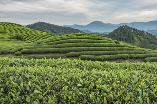 茶園風(fēng)光