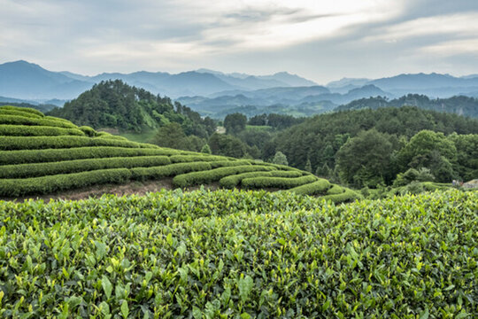茶園風(fēng)光