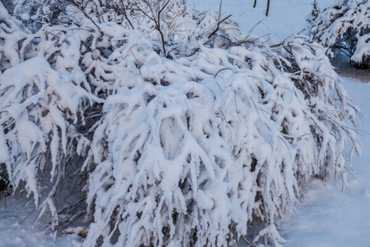 東北冬天霧凇樹掛雪景05