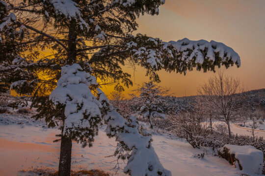 東北冬天霧凇樹掛雪景29