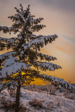 東北冬天霧凇樹掛雪景30