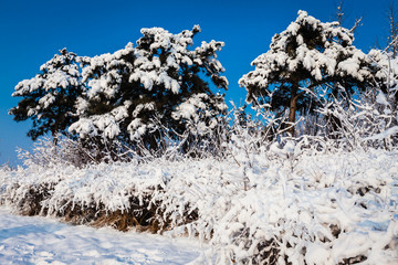 東北冬天霧凇樹掛雪景36