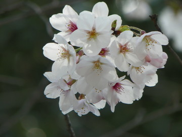 武漢大學(xué)櫻花