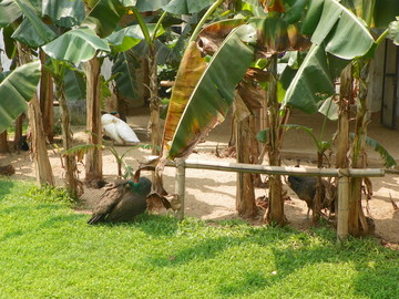 廣州動物園