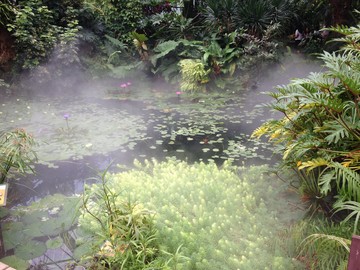 沼澤樹林