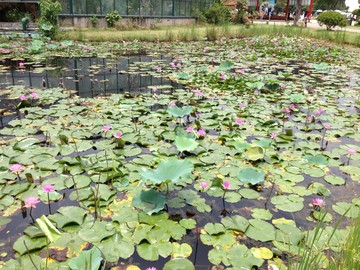 荷花池塘