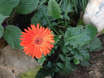 紅色的花