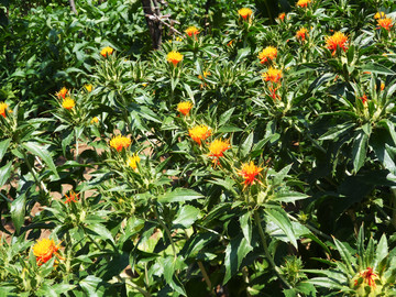 藏紅花種植