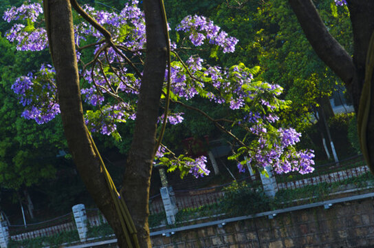 藍(lán)花楹