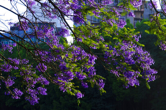 藍(lán)花楹