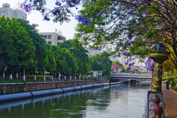 城市風(fēng)光 盤龍江 藍(lán)花楹