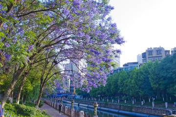 城市風(fēng)光 盤龍江 藍(lán)花楹