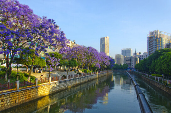城市風(fēng)光 盤龍江 藍(lán)花楹