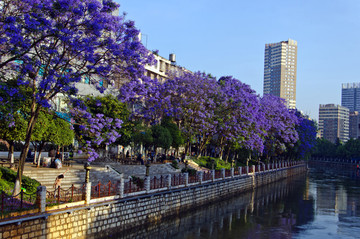 城市風光 盤龍江 藍花楹