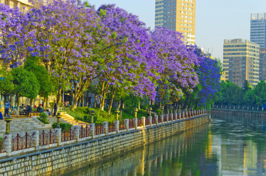 城市風(fēng)光 盤龍江 藍(lán)花楹