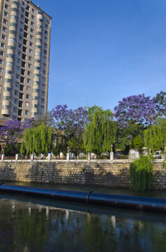 城市風(fēng)光 盤龍江 藍(lán)花楹