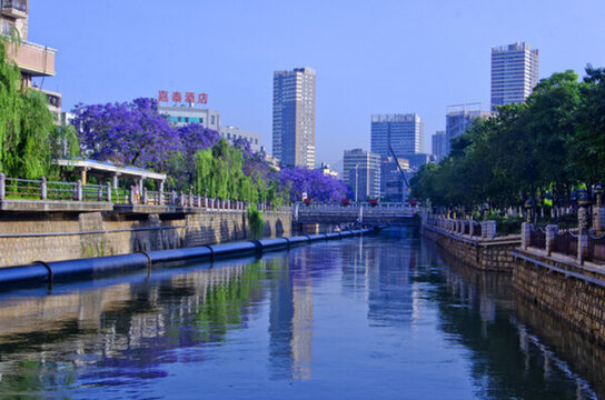 城市風(fēng)光 盤龍江 藍(lán)花楹