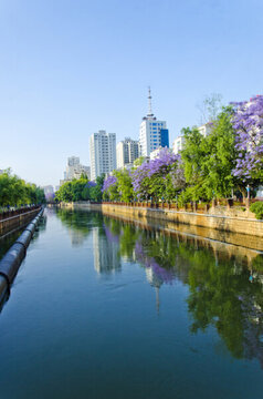 城市風(fēng)光 盤龍江 藍(lán)花楹