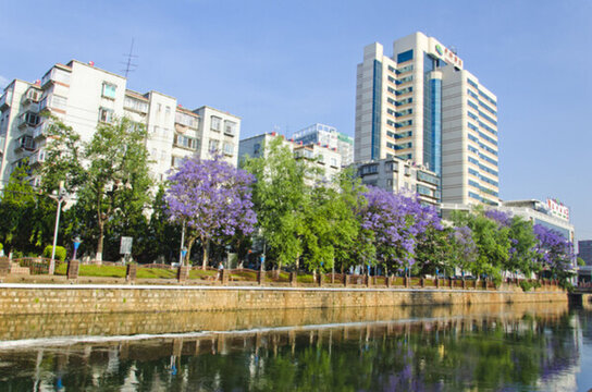 城市風(fēng)光 盤龍江 藍(lán)花楹