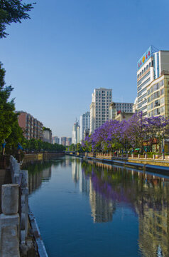 城市風(fēng)光 盤(pán)龍江 藍(lán)花楹