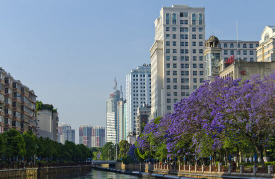 城市風(fēng)光 盤龍江 藍(lán)花楹