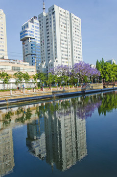 城市風(fēng)光 盤龍江 藍(lán)花楹