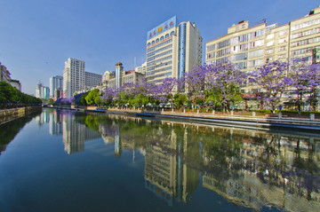 城市風(fēng)光 盤龍江 藍(lán)花楹