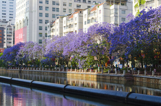 城市風(fēng)光 盤龍江 藍(lán)花楹