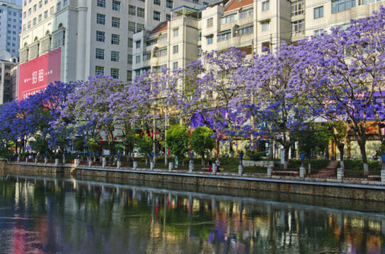 城市風(fēng)光 盤龍江 藍花楹