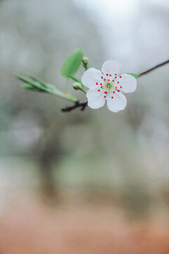 一枝花