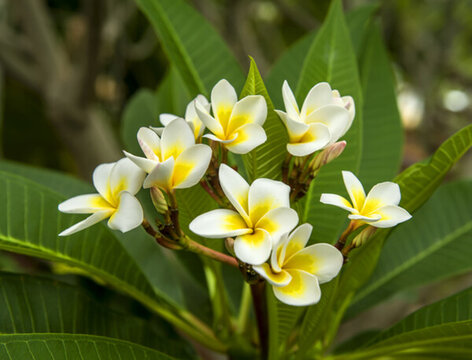 雞蛋花