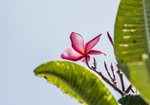 雞蛋花