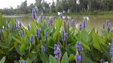 蝶戀花