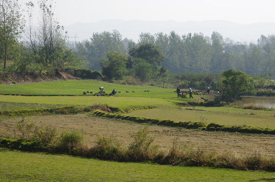 草坪基地