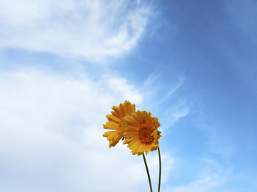 風(fēng)吹黃花飛舞