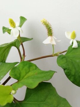 魚腥草花