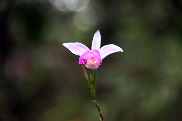 竹葉蘭 蘭花特寫